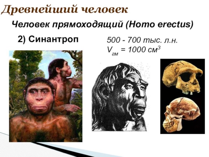 Древнейший человек500 - 700 тыс. л.н.Vгм = 1000 см3Человек прямоходящий (Homo erectus)2) Синантроп
