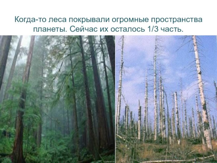 Когда-то леса покрывали огромные пространства планеты. Сейчас их осталось 1/3 часть.