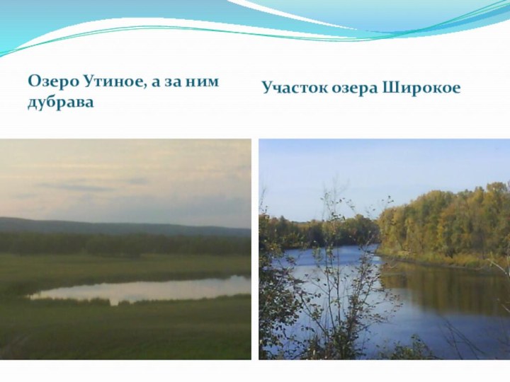 Озеро Утиное, а за ним дубраваУчасток озера Широкое