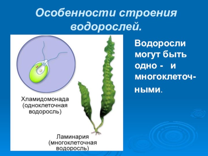 Особенности строения водорослей. Водоросли могут быть одно - и многоклеточ- ными.