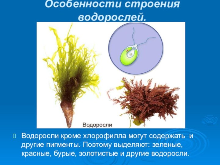 Особенности строения водорослей.Водоросли кроме хлорофилла могут содержать и другие пигменты. Поэтому выделяют: