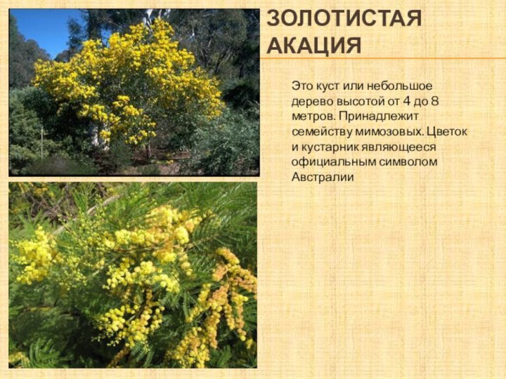 Золотистая акацияЭто куст или небольшое дерево высотой от 4 до 8 метров.