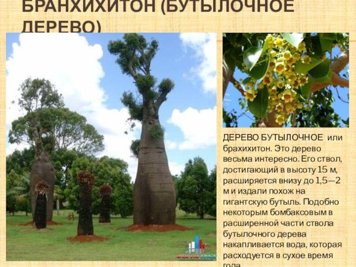Бранхихитон (бутылочное дерево)ДЕРЕВО БУТЫЛОЧНОЕ или брахихитон. Это дерево весьма интересно. Его