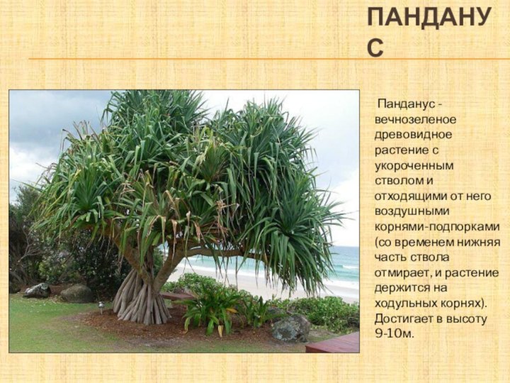 панданус Панданус - вечнозеленое древовидное растение с укороченным стволом и отходящими от
