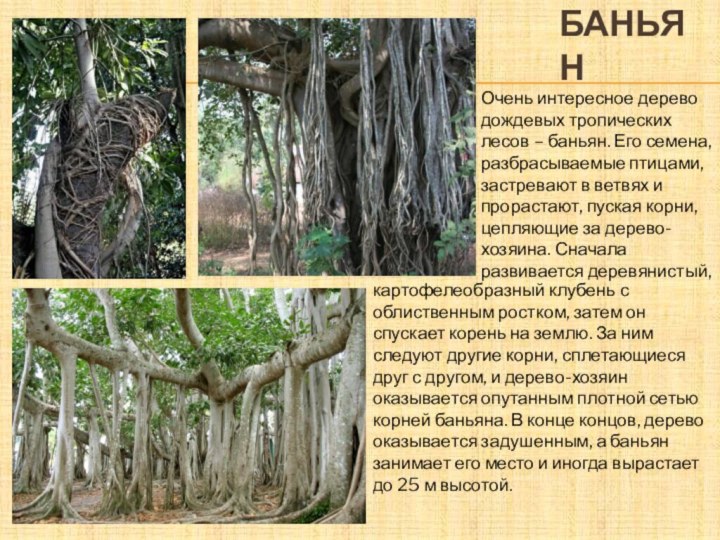 баньянОчень интересное дерево дождевых тропических лесов – баньян. Его семена, разбрасываемые птицами,