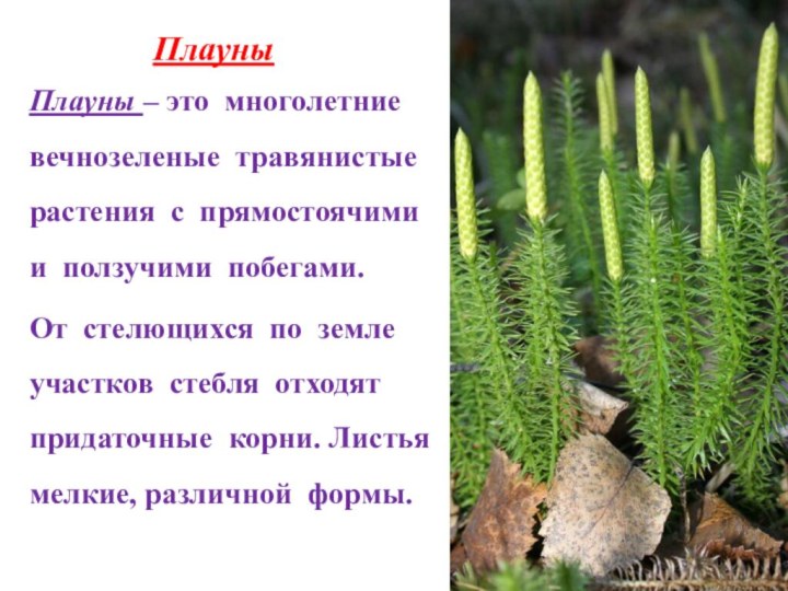 ПлауныПлауны – это многолетние вечнозеленые травянистые растения с прямостоячими и ползучими побегами.От