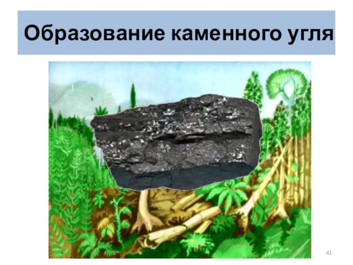 Образование каменного угля