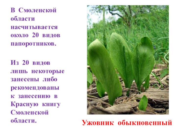 В Смоленской области насчитывается около 20 видов папоротников.Из 20 видов лишь некоторые