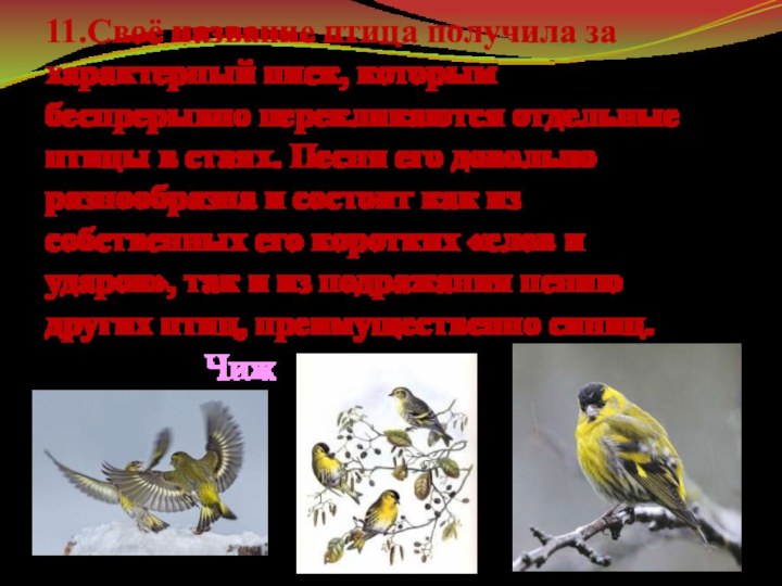 11.Своё название птица получила за характерный писк, которым беспрерывно перекликаются отдельные птицы