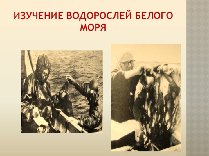 Изучение водорослей Белого моря