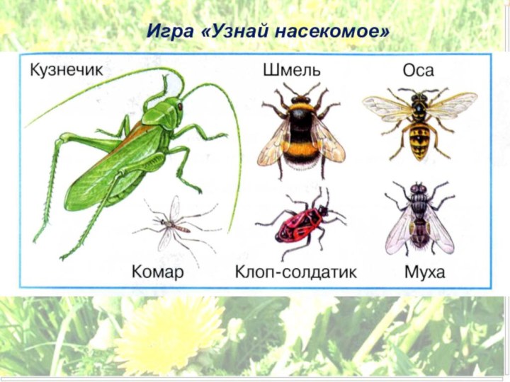 Игра «Узнай насекомое»