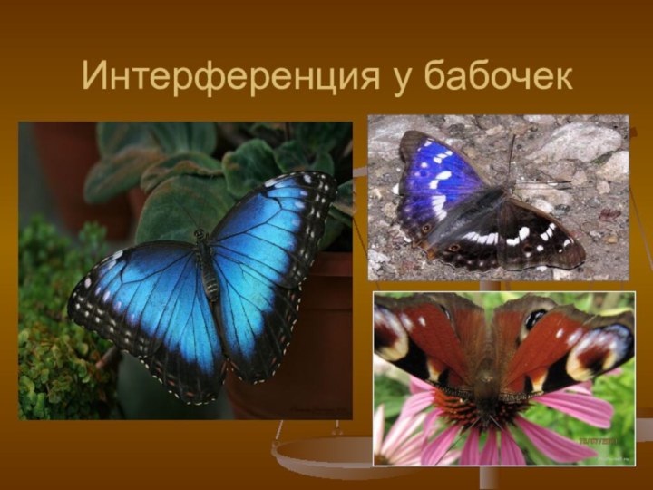 Интерференция у бабочек