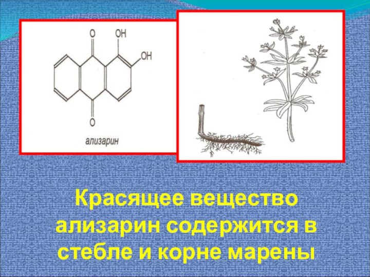 Красящее вещество ализарин содержится в стебле и корне марены