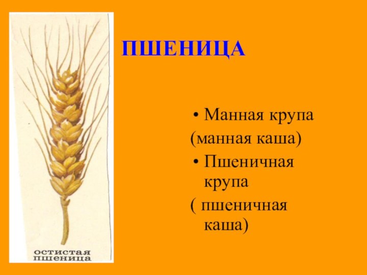 ПШЕНИЦАМанная крупа(манная каша)Пшеничная крупа( пшеничная каша)