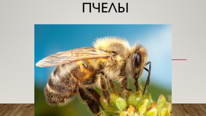 Пчелы