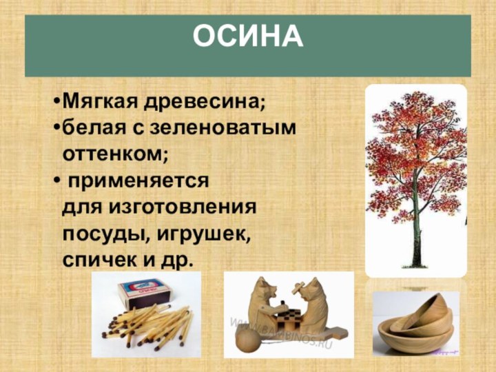 Мягкая древесина; белая с зеленоватым оттенком; применяется для изготовления посуды, игрушек, спичек и др.ОСИНА