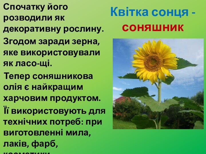Квітка сонця -соняшник	Спочатку його розводили як декоративну рослину. 	Згодом заради зерна,