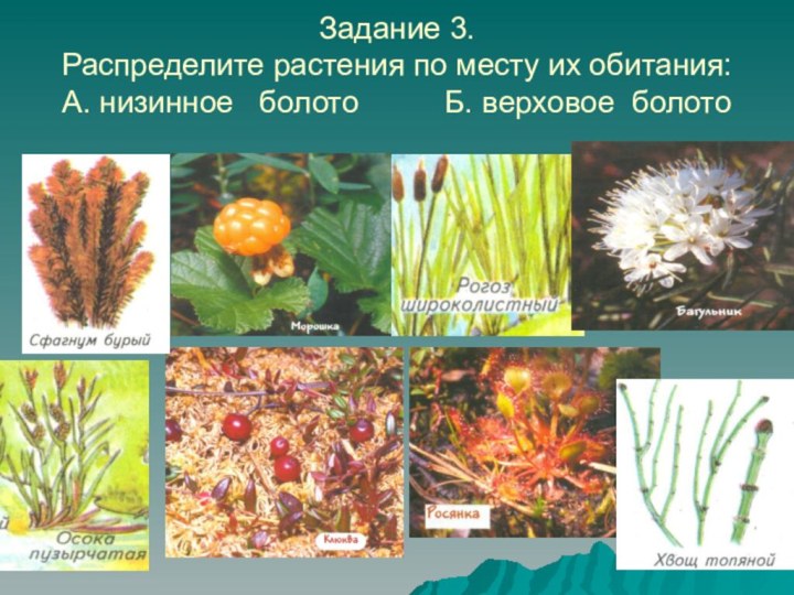 Задание 3. Распределите растения по месту их обитания: А. низинное  болото