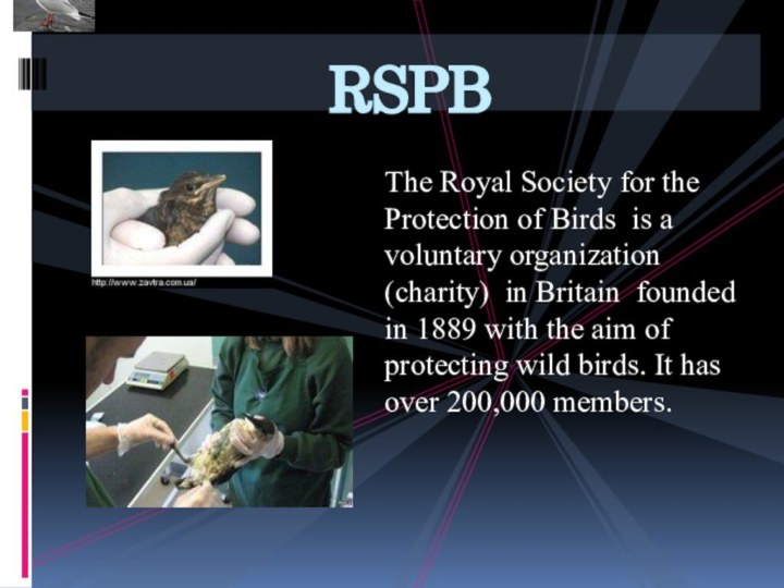 The Royal Society for the Protection of Birds is a voluntary