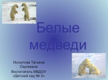 Белые медведи