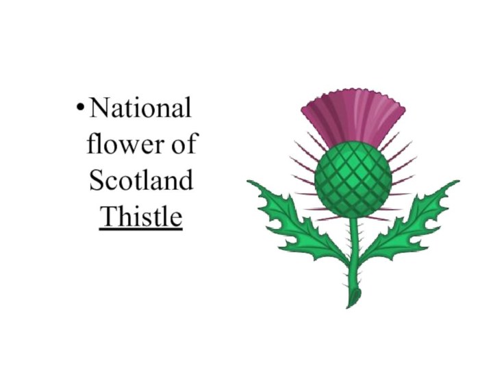 National flower of Scotland  Thistle