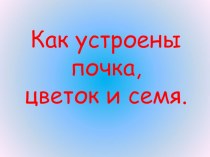 Презентация поокружающему миру на тему Как устроены почка, цветок и семя 3 класс