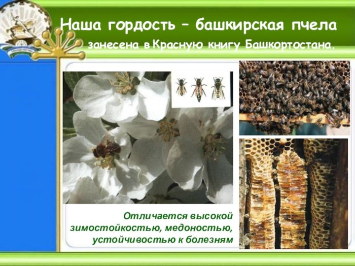 Наша гордость – башкирская пчела  занесена в Красную книгу Башкортостана.Отличается