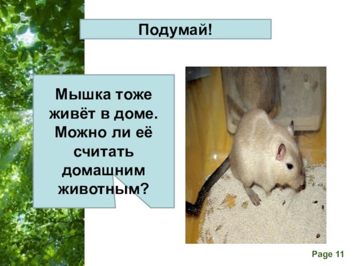 Подумай!Мышка тоже живёт в доме. Можно ли её считать домашним животным?