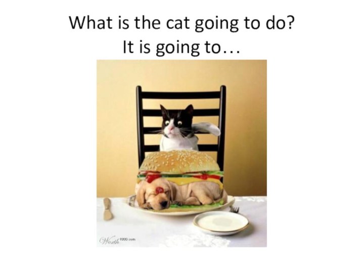 What is the cat going to do? It is going to…