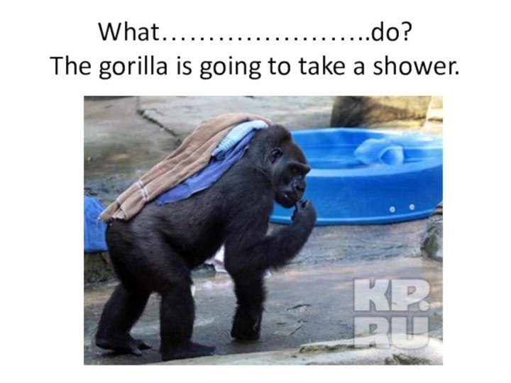 What…………………..do? The gorilla is going to take a shower.