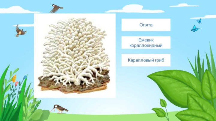 Введите сюда текст вопросаЕжевик коралловидныйОпятаКаралловый гриб