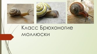 Презентация по биологии Брюхоногие моллюски
