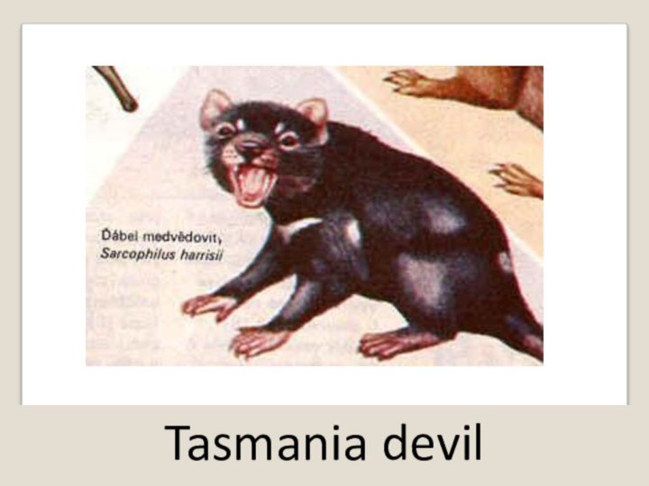 Tasmania devil