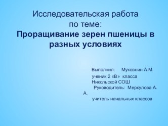 Исследовательская работа на тему: Проращивание зерен пшеницы в разных условиях