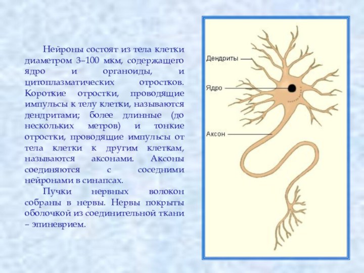 Нейроны состоят из тела клетки диаметром 3–100 мкм, содержащего ядро и органоиды,