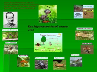 Инфографика В.Бианки. Как Муравьишка домой спешил.