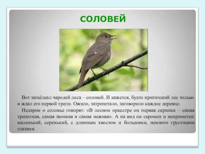 СОЛОВЕЙ	Вот защёлкал чародей леса – соловей. И кажется, будто притихший лес только