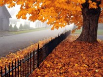 Презентация по немецкому языку Осень- прекрасное время года