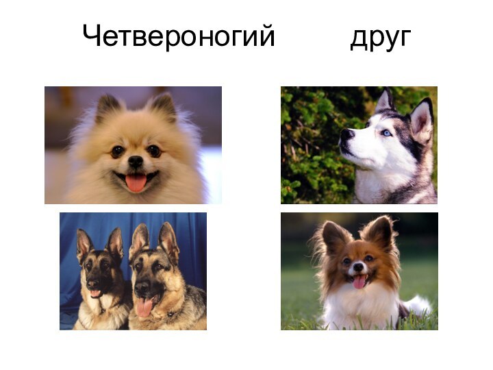 Четвероногий     друг