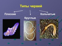 Типы червей
