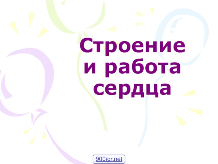 Строение  и работа сердца