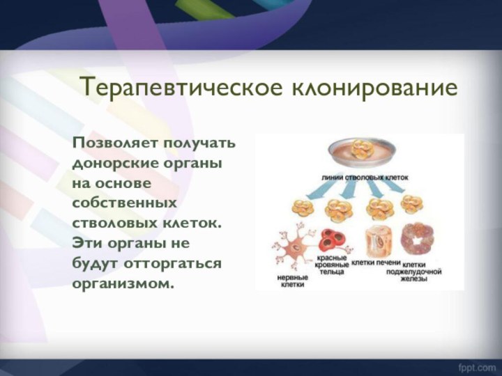 Терапевтическое клонированиеПозволяет получать донорские органы на основе собственных стволовых клеток. Эти органы не будут отторгаться организмом.