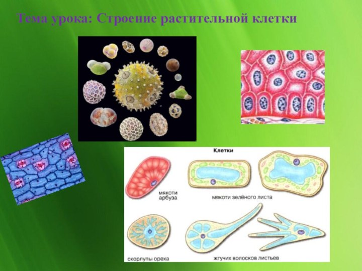 Тема урока: Строение растительной клетки