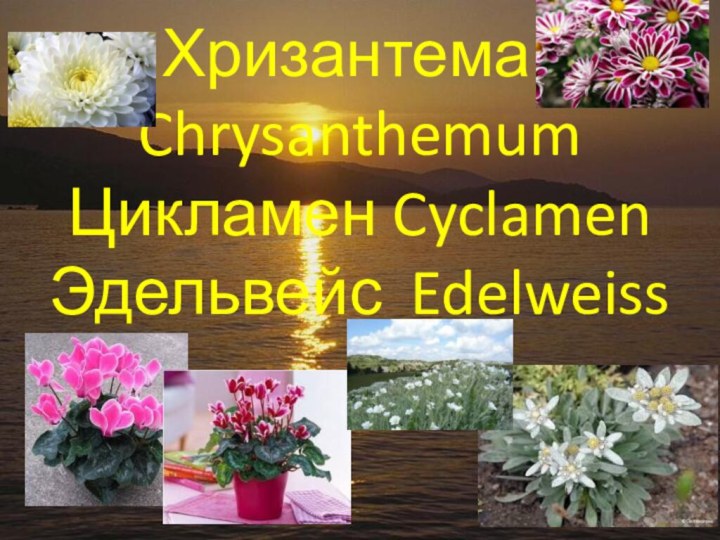 Хризантема	Chrysanthemum Цикламен	Cyclamen Эдельвейс	Edelweiss