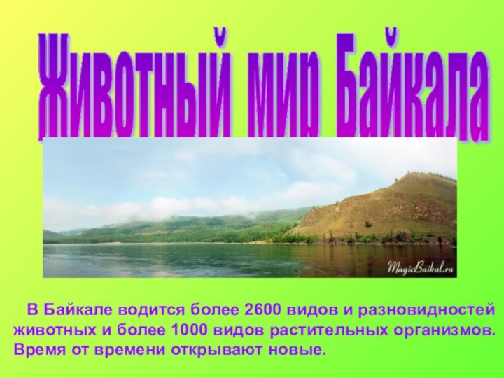 Животный мир Байкала   В Байкале водится более 2600 видов и