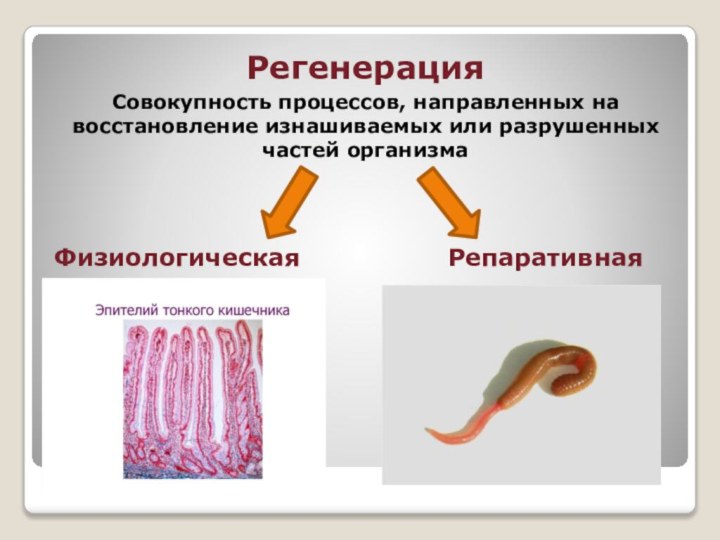 Регенерация Совокупность процессов, направленных на восстановление изнашиваемых или разрушенных частей организмаФизиологическая