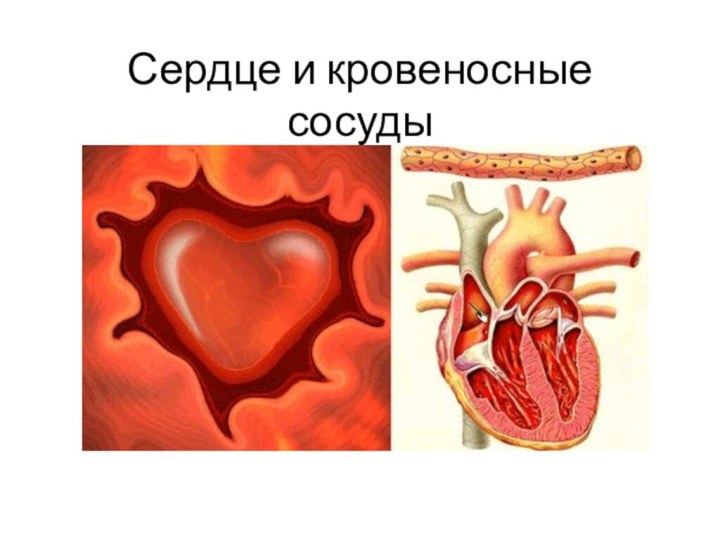 Сердце и кровеносные сосуды