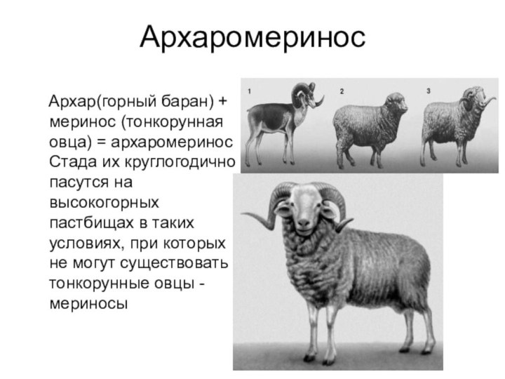 Архаромеринос  Архар(горный баран) + меринос (тонкорунная овца) = архаромеринос Стада их