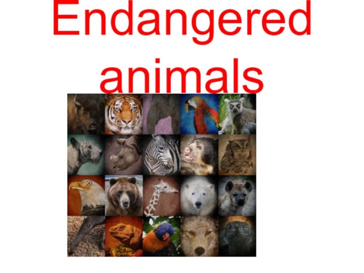 Endangered animals