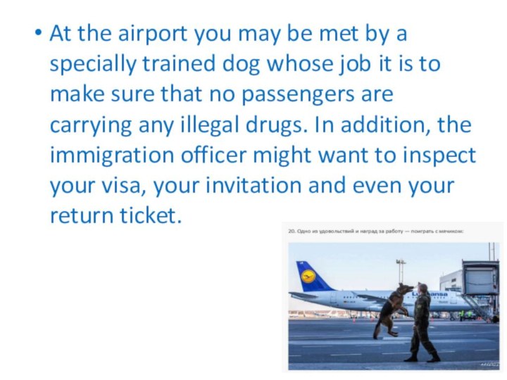 At the airport you may be met by a specially trained dog